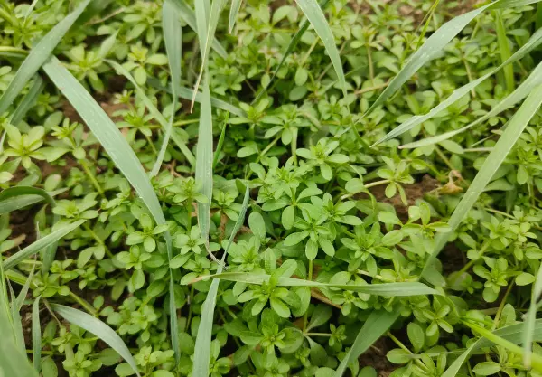 多花黑麦草用什么除草剂最好(4)