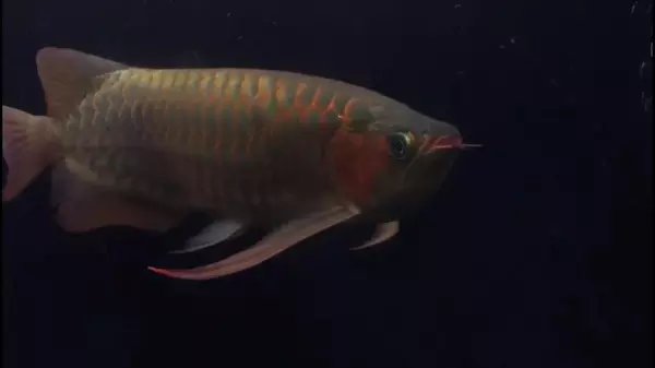 猪鼻龟的价格到1000吗(2)