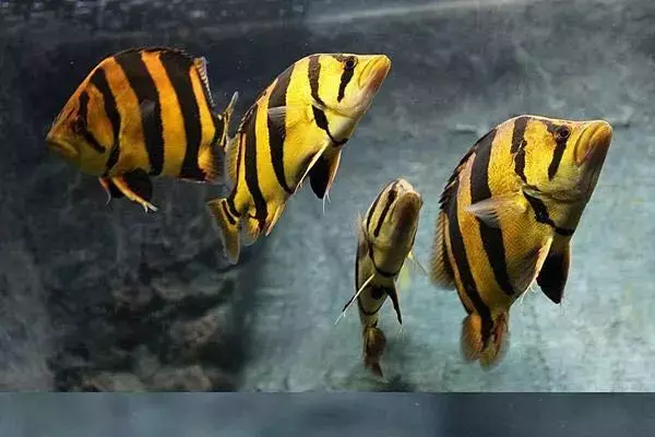 猪鼻龟的价格到1000吗(3)