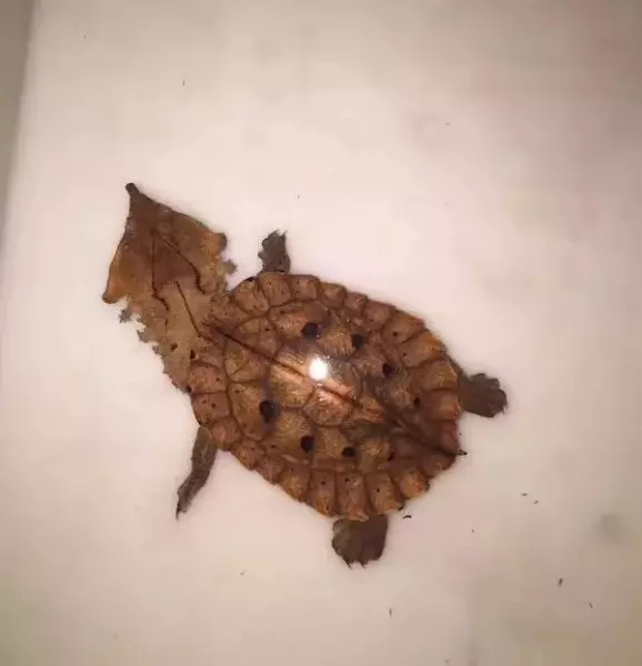 猪鼻龟的价格到1000吗(4)
