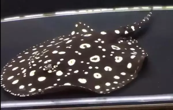 猪鼻龟的价格到1000吗(5)