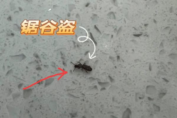 赤拟谷盗虫跑屋子怎么杀.