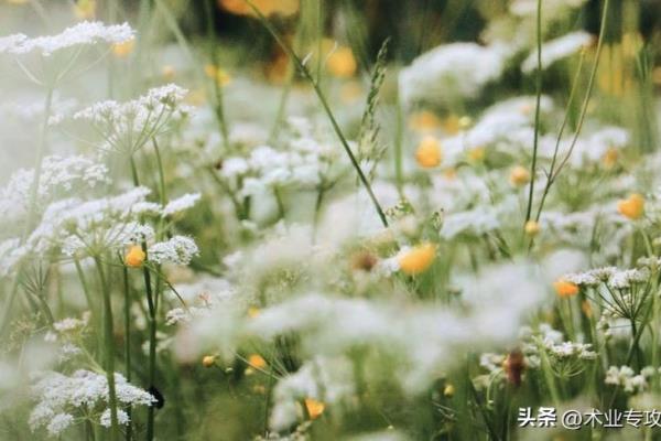 pdu机柜插座和普通的插座什么区别.