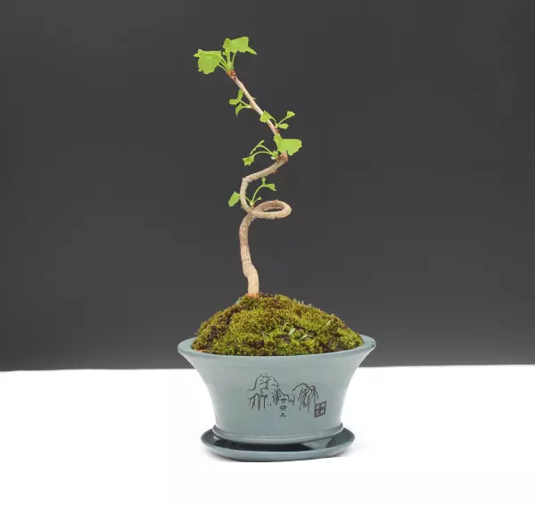 银杏盆景放在室外还是室内(13)