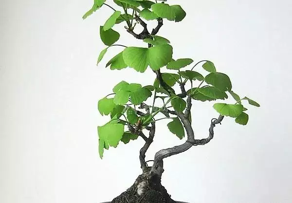 银杏盆景放在室外还是室内(5)