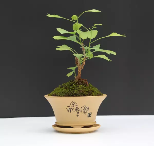 银杏盆景放在室外还是室内(8)
