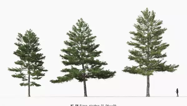 阔叶树和针叶树的区别(2)
