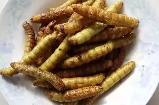 柴虫是什么虫的幼虫(10)