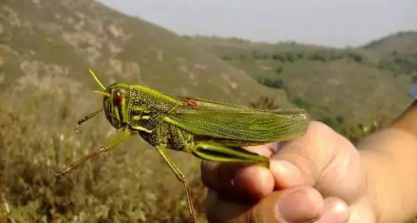 柴虫是什么虫的幼虫(14)