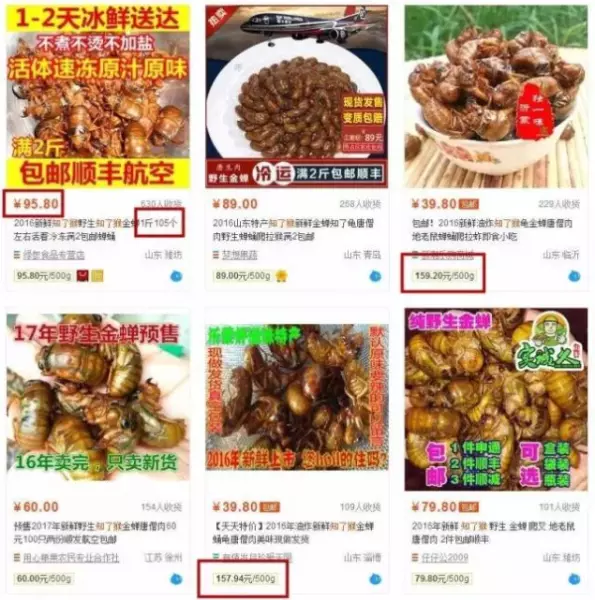 柴虫是什么虫的幼虫(2)