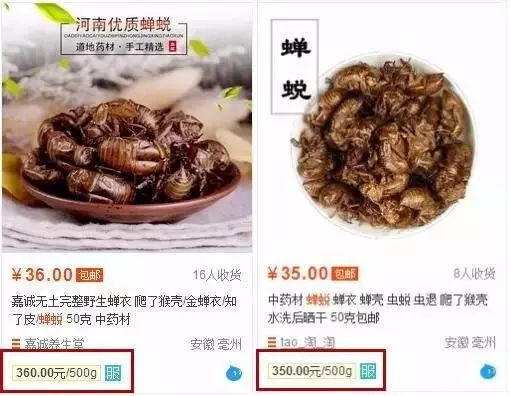 柴虫是什么虫的幼虫(3)