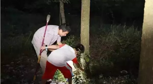 柴虫是什么虫的幼虫(4)