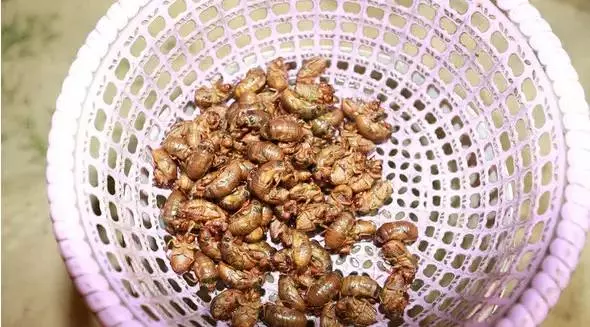 柴虫是什么虫的幼虫(5)