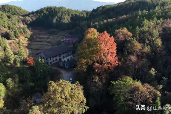 红豆杉多少年开花结果.