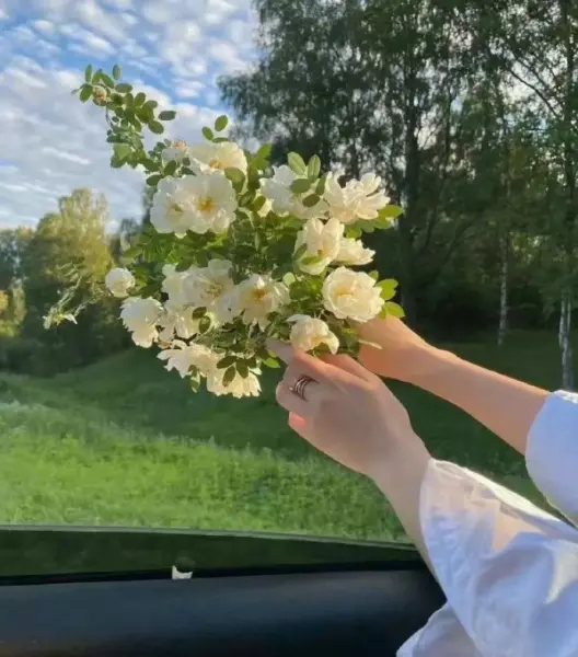 发花花草草的朋友圈文案(15)