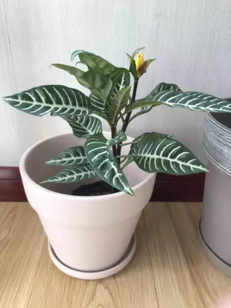 斑马花叶子发黄是怎么回事(3)