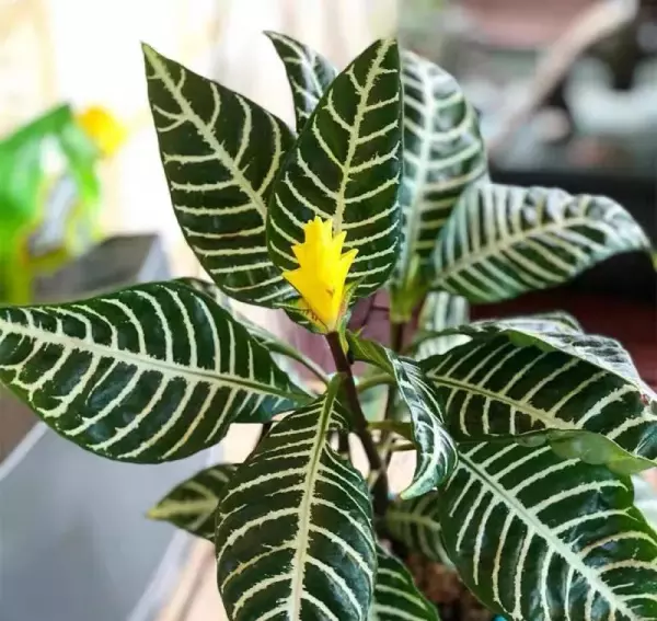 斑马花叶子发黄是怎么回事(5)