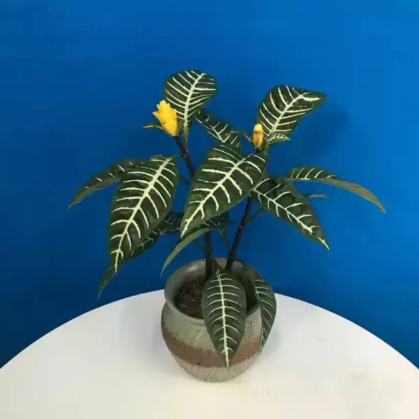 斑马花叶子发黄是怎么回事(6)