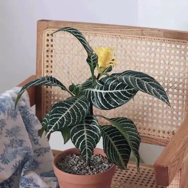 斑马花叶子发黄是怎么回事(7)