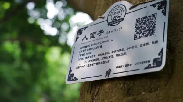 人面子树与麻楝树叶子的区别(4)