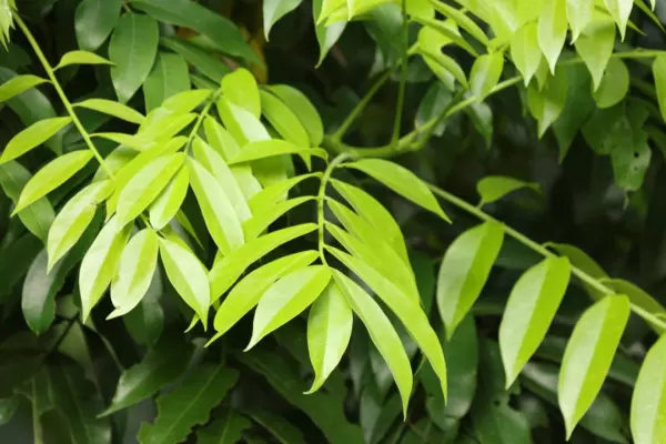 人面子树与麻楝树叶子的区别(5)