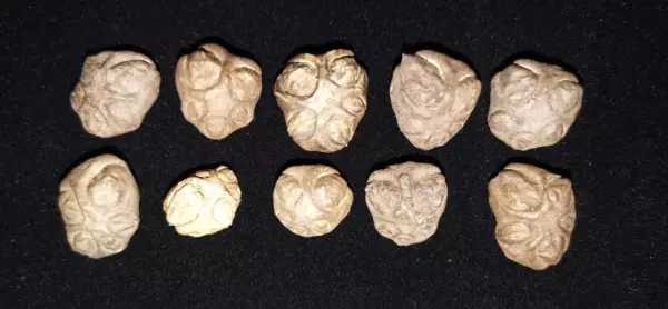 人面子树与麻楝树叶子的区别(8)