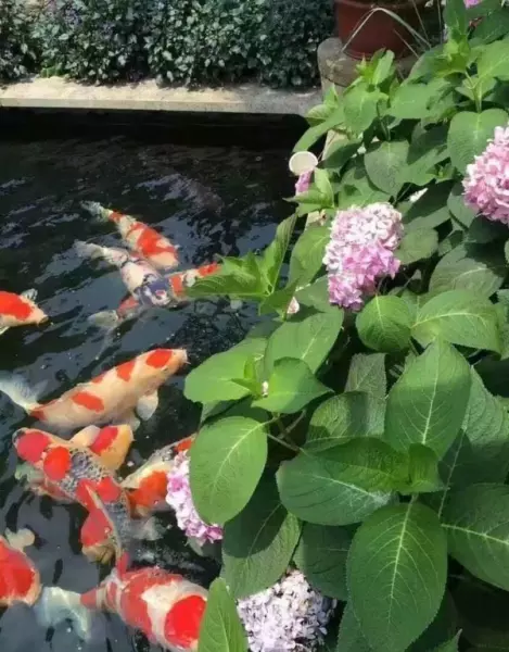 鱼塘设计图效果图大全(5)