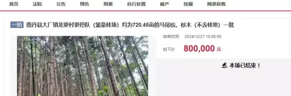 50公分的马尾松价格(1)