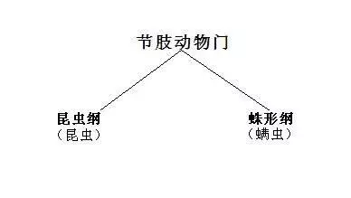 席虫和螨虫有什么区别(1)