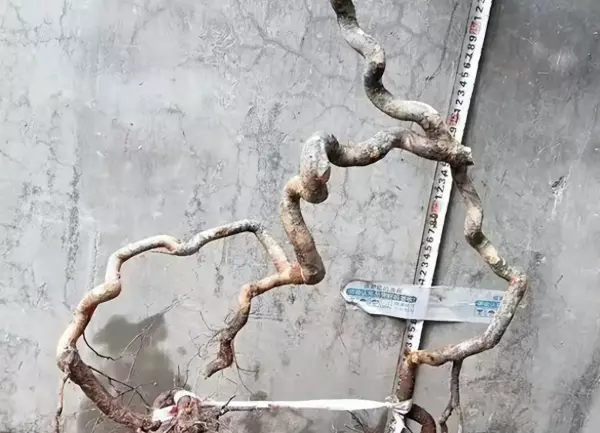 朴树盆景树桩采挖方法(1)