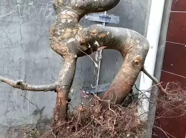 朴树盆景树桩采挖方法(2)