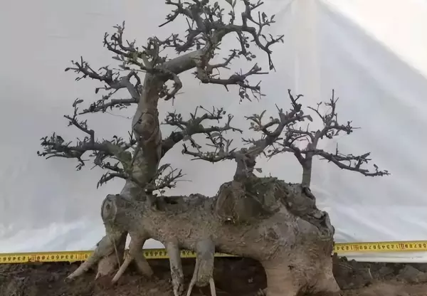 朴树盆景树桩采挖方法(3)