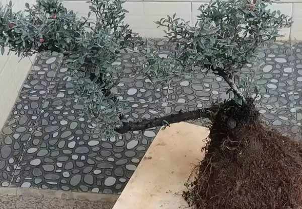 朴树盆景树桩采挖方法(4)