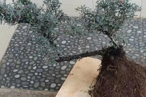朴树盆景树桩采挖方法.