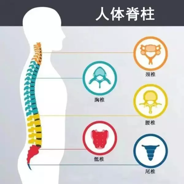 枕头的高度是指拳头立起来的高度吗(2)