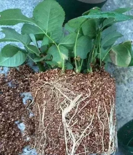 蛭石是什么东西?有什么作用?(10)