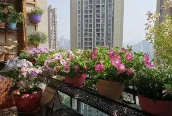 蛭石是什么东西?有什么作用?(1)