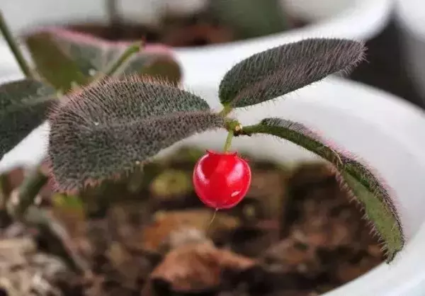 蛭石是什么东西?有什么作用?(6)