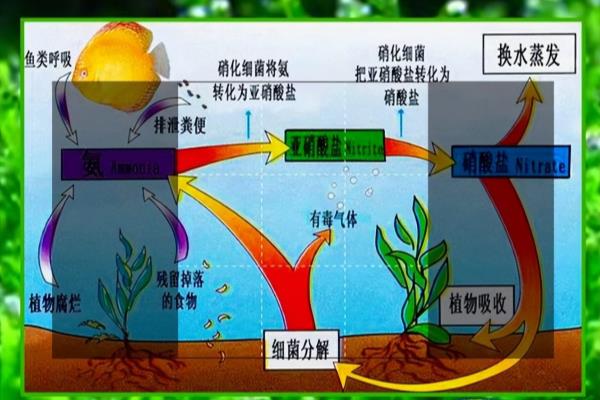 英牌硝化细菌是什么档次.