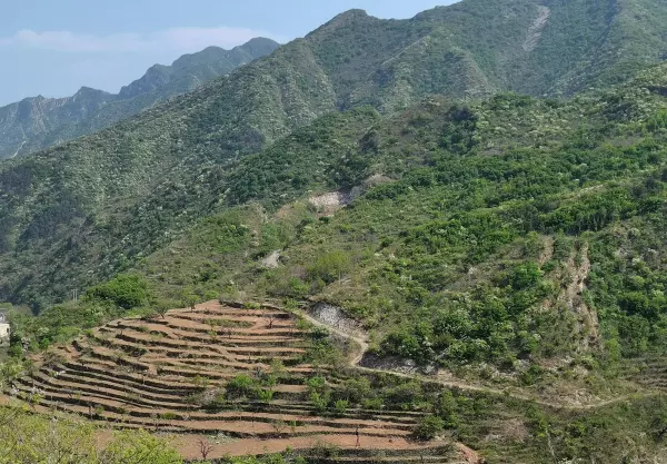 圣莲是什么意思(2)