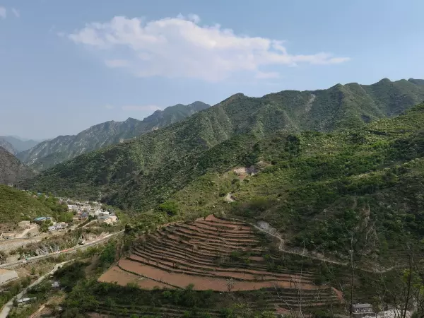 圣莲是什么意思(5)