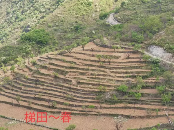 圣莲是什么意思(8)