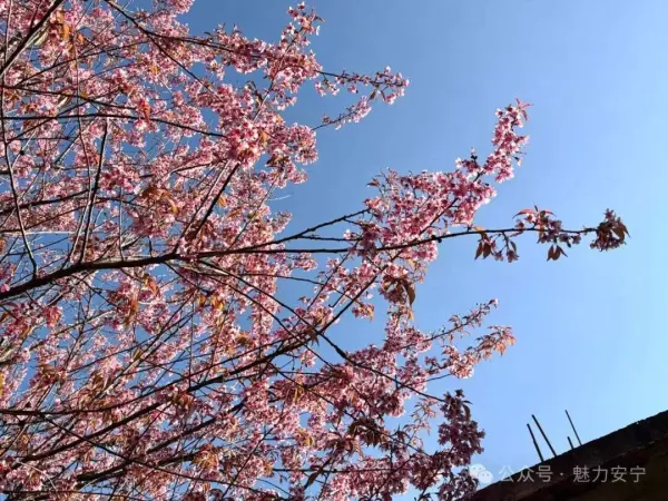 南湖春城属于哪个街道(4)