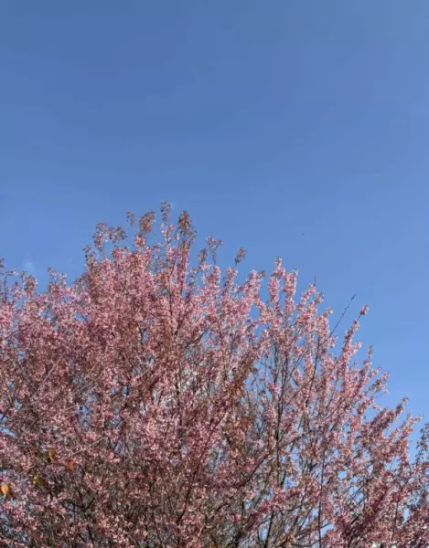 南湖春城属于哪个街道(7)