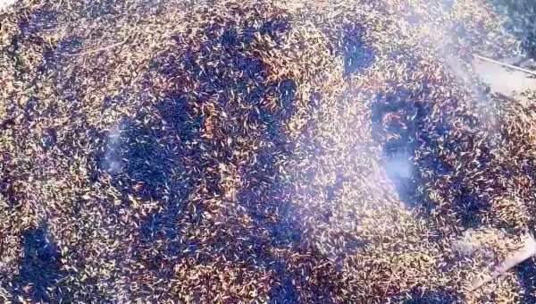锯末做营养土最快的制作方法(1)