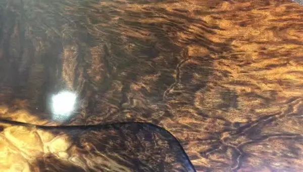 乌木是什么木头乌木是什么木材形成的(9)
