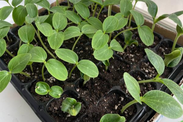 在阳台上种植黄瓜怎样能接更多.