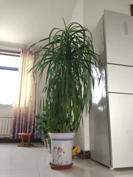 龙骨花卉什么季节截断合适(10)