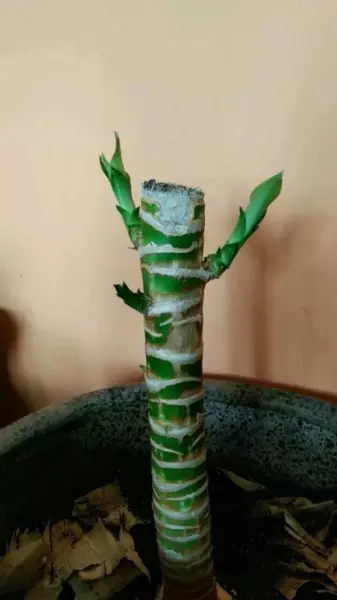 龙骨花卉什么季节截断合适(16)