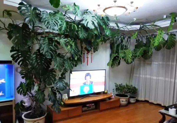 龙骨花卉什么季节截断合适(20)